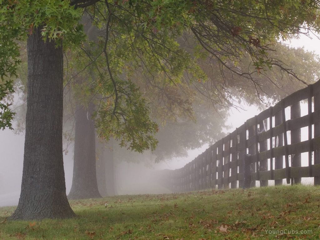 In the Mist, Lexington, Kentucky